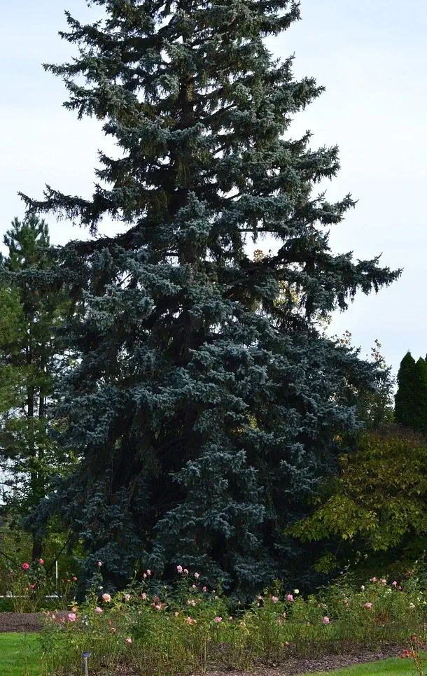 tree with garden